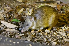 Isoodon macrourus