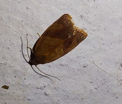 Cacoecimorpha pronubana