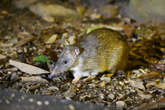 Isoodon macrourus