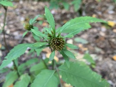 Bidens vulgata