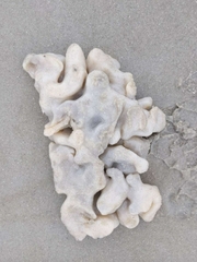 Aplidium stellatum