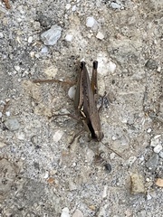 Paroxya atlantica