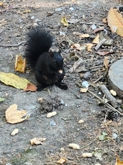 Sciurus carolinensis