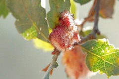 Andricus crystallinus