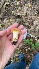 Cuphophyllus pratensis