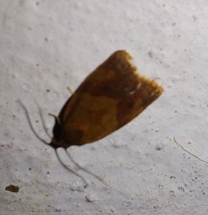 Cacoecimorpha pronubana