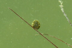 Chilomycterus schoepfii