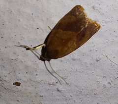 Cacoecimorpha pronubana