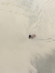 Fulica rufifrons