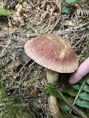 Boletus smithii