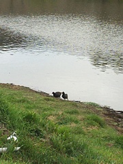 Fulica rufifrons