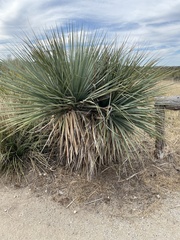 Asparagaceae