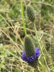 Dalea