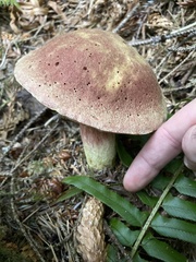 Boletus smithii