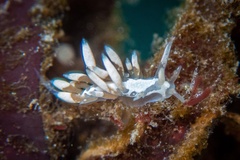 Trinchesia albocrusta