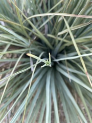 Asparagaceae