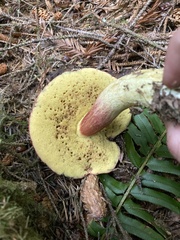Boletus smithii