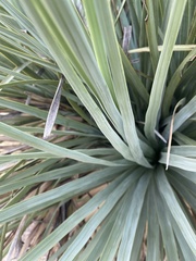 Asparagaceae