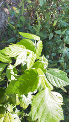 Toxicodendron radicans