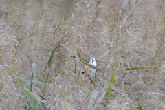 Panurus biarmicus