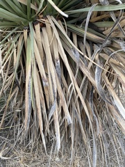 Asparagaceae