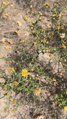 Heterotheca subaxillaris