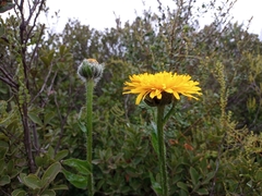 Hypochaeris scorzonerae