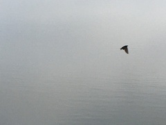 Pygochelidon cyanoleuca