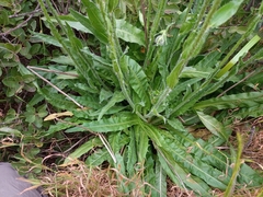 Hypochaeris scorzonerae