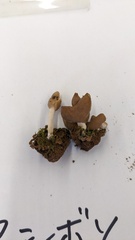 Helvella elastica