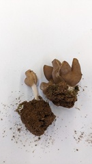 Helvella elastica