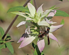 Pachodynerus erynnis