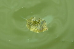 Acanthostracion quadricornis