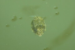 Acanthostracion quadricornis
