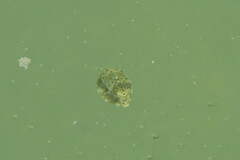 Acanthostracion quadricornis