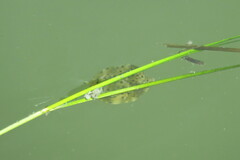 Acanthostracion quadricornis