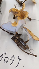 Cerioporus varius