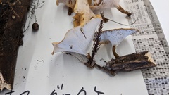 Cerioporus varius