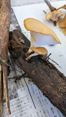 Cerioporus varius