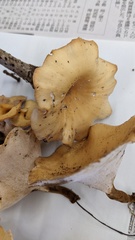 Cerioporus varius