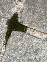 Tortula muralis