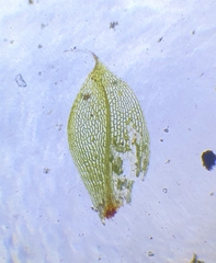 Physcomitrium eurystomum
