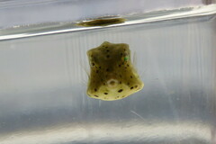 Acanthostracion quadricornis