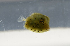 Acanthostracion quadricornis