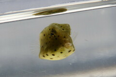 Acanthostracion quadricornis
