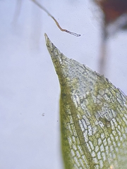 Physcomitrium eurystomum