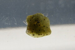 Acanthostracion quadricornis