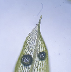 Physcomitrium eurystomum