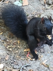 Sciurus carolinensis