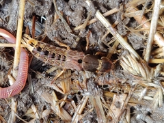 Platydracus maculosus